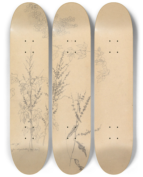 Triptych art skateboard deck of Johann Wilhelm Preyer Studies Of Plants by Johann Wilhelm Preyer (1803-1889)