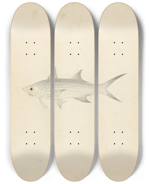 Triptych art skateboard deck of Luigi Balugani Binney Number One A Fish by Luigi Balugani (1737-1770)