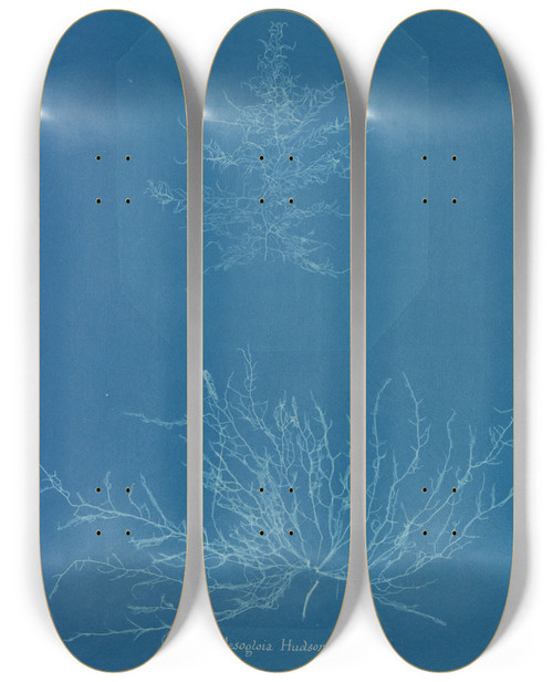 Triptych art skateboard deck of Anna Atkins Mesogloia Hudsoni by Anna Atkins (1799-1871)
