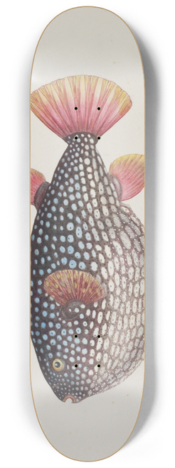 Frank Edward Clarke - Arothron gillbanksii (Gillbanks Globe fish) 8.25 inch art skate deck