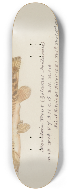 Frank Edward Clarke - Galaxias olidus ( Mountain trout) 8.25 inch art skate deck