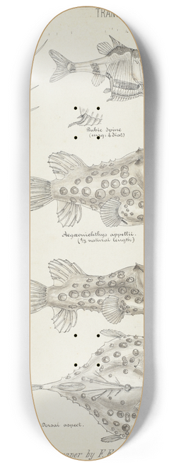 Frank Edward Clarke - Illustrations of Argyropelecus intermedius ; Aegonichthys appellii ; profile and dorsal aspect 8.25 inch art skate deck