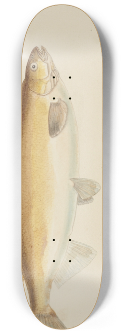 Frank Edward Clarke - Prototroctes maraena (Tas) : Australian grayling 8.25 inch art skate deck