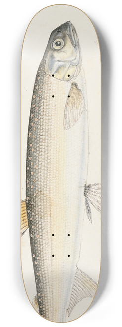 Frank Edward Clarke - Prototroctes oxyrhynchus (White spotted greyling) 8.25 inch art skate deck