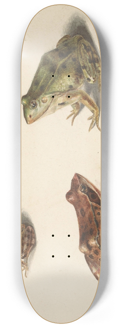 Albertus Steenbergen - Blad met studie van een bruine landkikker rechts, links een groene waterkikker 8.25 inch art skate deck