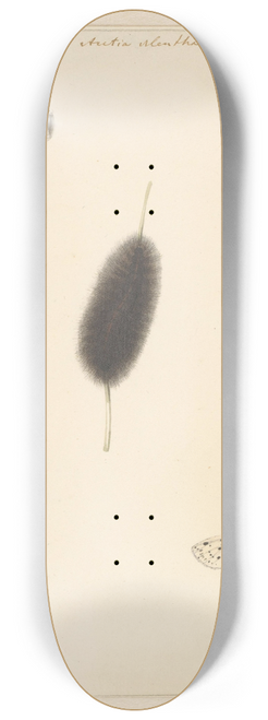 Albertus Steenbergen - Studieblad met rups, cocon en nachtvlinder met uitgespreide vleugels van de Aretia Menthastri 8.25 inch art skate deck