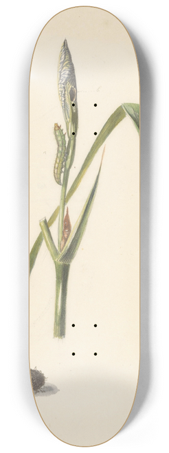 Albertus Steenbergen - Studie van Iris met rups, eronder een cocon en ingesponnen rups 8.25 inch art skate deck