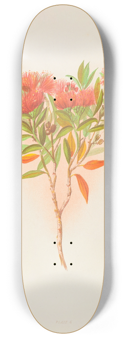 Georgina Burne Hetley - Metrosideros Lucida 8.25 inch art skate deck