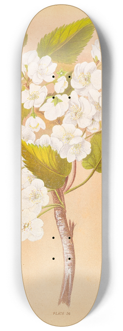Georgina Burne Hetley - Plagianthus Lyallii 8.25 inch art skate deck