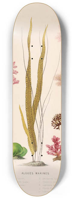 Alfred Frdol - Algues marines 8.25 inch art skate deck