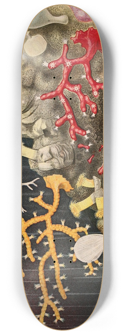 Alfred Frdol - Corail 8.25 inch art skate deck