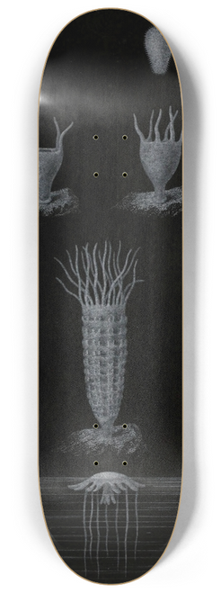 Alfred Frdol - Dveloppement de la Mduse 8.25 inch art skate deck
