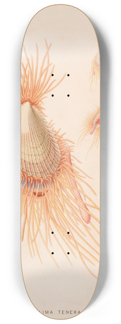 Alfred Frdol - Lima tenera 8.25 inch art skate deck