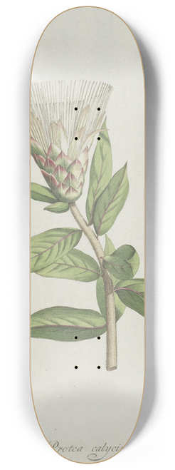 Hendrik Schwegman - Protea 8.25 inch art skate deck