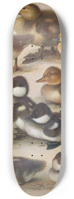 Henrik Gronvold - Young Of British Diving Ducks 8.25 inch art skate deck
