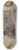 James Tissot - The Dove Returns to Noah 8.25 inch art skate deck