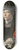 Jan Gossaert - Portrait of a Merchant 8.25 inch art skate deck
