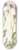 Mary Vaux Walcott - Meadow Fleabane. Erigeron speciosus 8.25 inch art skate deck