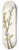 Mary Vaux Walcott - Pussy Willow. Salix discolor 8.25 inch art skate deck