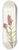 Mary Vaux Walcott - Rose Paintbrush. (Castilleja pallida) 8.25 inch art skate deck