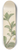 William Jackson Hooker - Peperomia pereskiaefolia 8.25 inch art skate deck