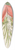 Charles Antoine Lemaire - Billbergia Baraquiniana 39.3 inch art pintail longboard deck