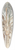 Ferdinand Keller - Krone einer Palme (Syagrus macrocarpa) in Juiz de Fora 39.3 inch art pintail longboard deck