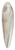 Frank Edward Clarke - Coelorinchus sp (NZ) : Rattail 39.3 inch art pintail longboard deck