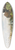 Friedrich von Nerly - Rome Landscape With Maiden And Cardinal 39.3 inch art pintail longboard deck
