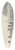 Gerret Jasink van de Poll - Plattelandsschutterij, 1830 39.3 inch art pintail longboard deck
