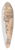 Giovanni Grubacs - The Rialto Bridge 39.3 inch art pintail longboard deck