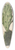 Herman Saftleven - Bloeiende vijgcactus 39.3 inch art pintail longboard deck