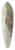 Homer Dodge Martin - Wild Coast, Newport 39.3 inch art pintail longboard deck