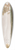 Jens Juel - View of the Country near Jgerspris 39.3 inch art pintail longboard deck