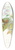John Gould - Selashorus scintilla (Scintillant Hummingbird) 39.3 inch art pintail longboard deck