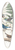 John James Audubon - Indigo bird 39.3 inch art pintail longboard deck