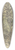 Marius Bauer - Oerwoud van Ceylon 39.3 inch art pintail longboard deck