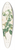 Mary Lawrance - Rosa alba3 39.3 inch art pintail longboard deck