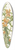 Mary Vaux Walcott - Buff Monkeyflower. Diplacus longiflorus 39.3 inch art pintail longboard deck