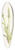 Mary Vaux Walcott - Hooded Ladies-tresses. Ibidium strictum 39.3 inch art pintail longboard deck