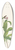 Mary Vaux Walcott - Ramshead Ladyslipper. Cypripedium arietinum 39.3 inch art pintail longboard deck
