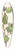 Mary Vaux Walcott - Western Green Alder. Alnus sinuata 39.3 inch art pintail longboard deck