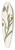 M. de Gijselaar - Tak met drie gele lelies 39.3 inch art pintail longboard deck