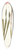 Nikolaus Joseph Freiherr von Jacquin - Gladiolus merianus 39.3 inch art pintail longboard deck