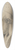 Philipp Jakob Becker - Bste des Perikles mit hohem attischen Helm, im Profil nach links 39.3 inch art pintail longboard deck