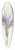 Pierre Joseph Redout - Choix des plus belles fleurs pl 028 39.3 inch art pintail longboard deck