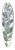 Sydenham Edwards - Chorozema-leaved Hovea 39.3 inch art pintail longboard deck