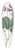 Sydenham Edwards - Close-headed Kennedya 39.3 inch art pintail longboard deck