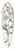 Sydenham Edwards - Neat Aster 39.3 inch art pintail longboard deck