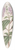 Sydenham Edwards - Starry Osbeckia, with small scales 39.3 inch art pintail longboard deck